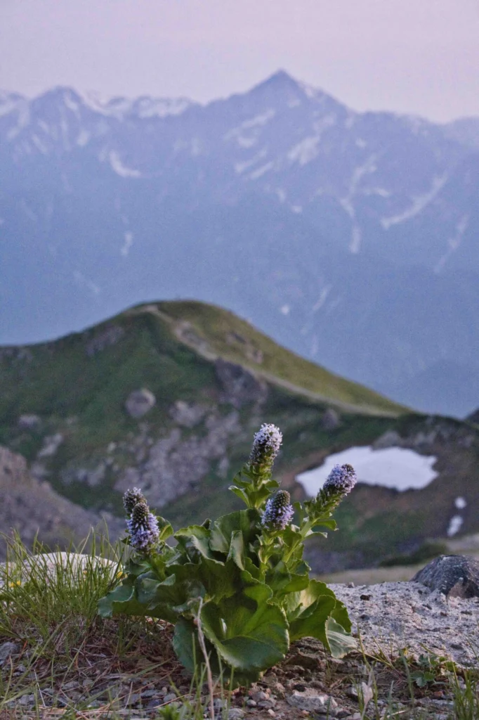 Tsukumogusa and Urupsou encountered while climbing Mt. Hakuba in