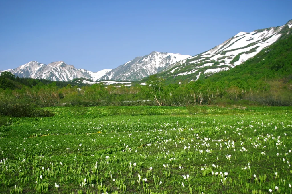 栂池自然園から望む白馬三山